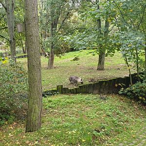 Brown Hyena enclosure