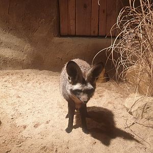 Bat-eared fox