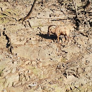 West Caucasian Tur enclosure