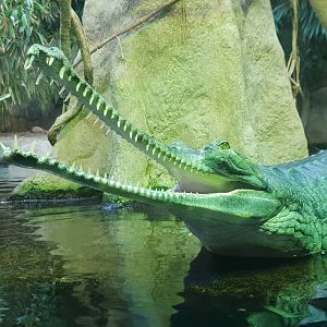 Gharial