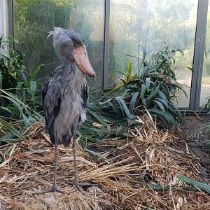 Shoebill