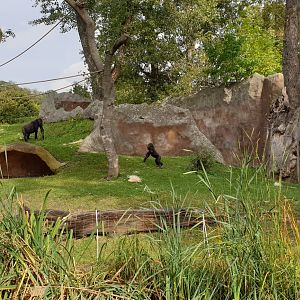 Western Lowland Gorilla exhibit