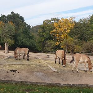 Przewalski's horse enclosure