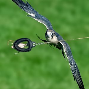 Lanner Falcon - 18/10/2019