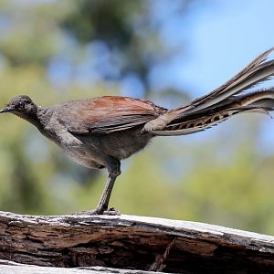 Superb Lyrebird