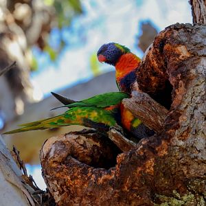 Rainbow Lorikeet