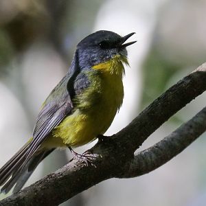 Eastern Yellow Robin