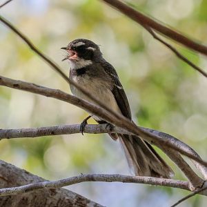 Grey Fantail