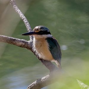 Sacred Kingfisher