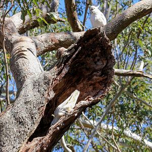 Sulphur-crested Cockatoos checking out a tree hollow