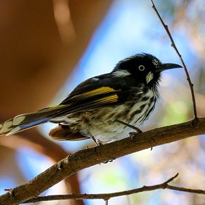 New Holland Honeyeater