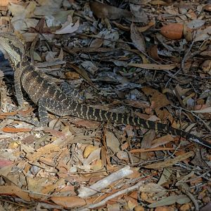 Eastern Water Dragon