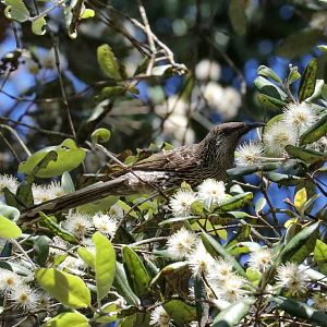 Little Wattlebird