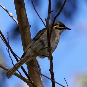Yellow-faced Honeyeater