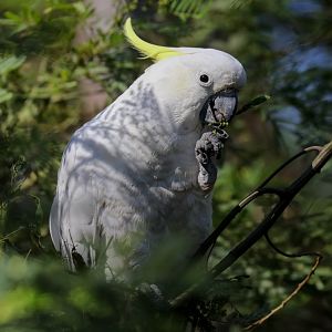 Sulphur-crested Cockatoo
