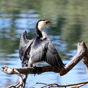 Little Pied Cormorant