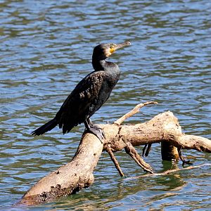 Great Cormorant