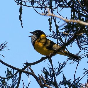 Golden Whistler