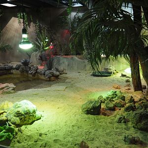 Leopard tortoise and Savannah monitor terrarium, 2019-10-04