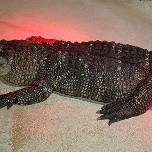 American alligator (Alligator mississippiensis), 2019-10-04