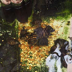 Lots of slider turtles and lots of coins in the pool, 2019-10-04