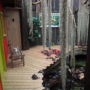 American alligator and slider turtle exhibit, 2019-10-04