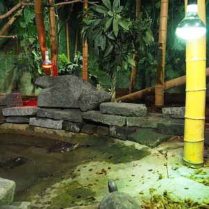 Reticulated python and Asian forest tortoise terrarium, 2019-10-04