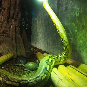 Reticulated python (Malayopython reticulatus) and Asian wood tortoises (Manouria emys), 2019-10-04
