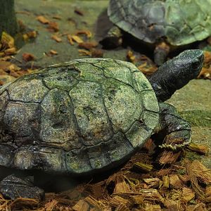 Asian wood tortoise (Manouria emys), 2019-10-04