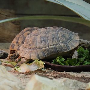 Spur-thighed tortoise (Testudo graeca graeca), 2019-10-04