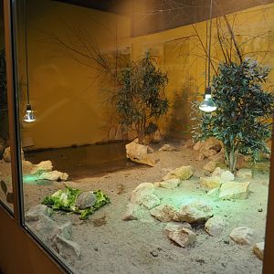 Eastern Hermann's tortoise and European pond turtle terrarium, 2019-10-04