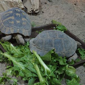 Eastern Hermann's tortoises (Testudo hermanni boettgeri), 2019-10-04