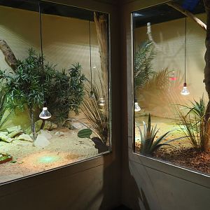 Leopard tortoise and Home's hingeback tortoise terrarium, 2019-10-04