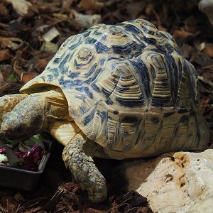 Leopard tortoise (Stigmochelys pardalis), 2019-10-04