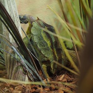 Home’s hingeback tortoise (Kinixys homeana), 2019-10-04