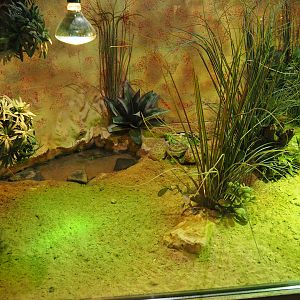 Malagasy spider tortoise terrarium, 2019-10-04