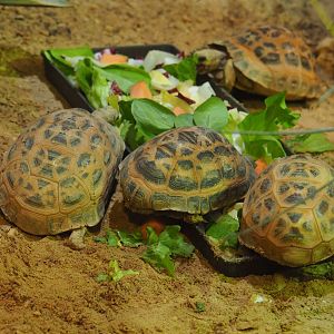 Malagasy spider tortoises (Pyxis arachnoides), 2019-10-04