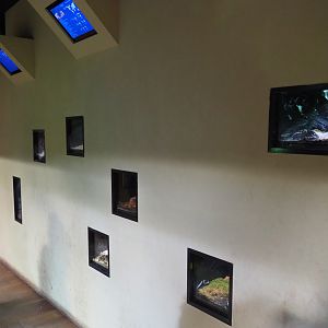 Wall with invertebrate terraria, 2019-10-04