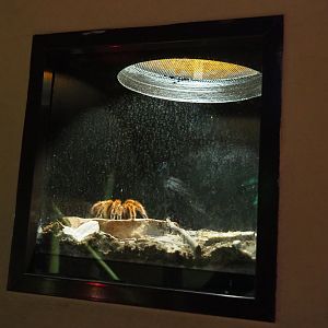 Example of a tarantula terrarium, 2019-10-04