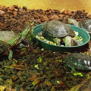 Chinese three-keeled pond turtles (Mauremys reevesii), 2019-10-04