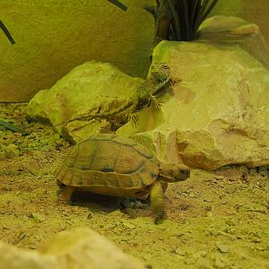 Egyptian tortoise (Testudo kleinmanni) and Savigny's agama (Trapelus savignii), 2019-10-04