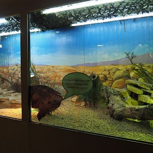 Pancake tortoise and Tropical girdled lizard terrarium, 2019-10-04