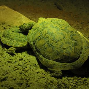 Pancake tortoises (Malacochersus tornieri), 2019-10-04