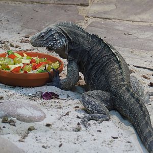 Cuban iguana (Cyclura nubila nubila), 2019-10-04