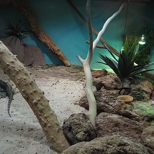 Cuban iguana terrarium, 2019-10-04
