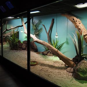 Rhinoceros iguana terrarium, 2019-10-04