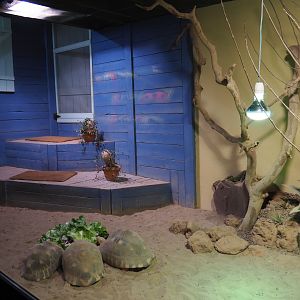 Radiated tortoise terrarium, 2019-10-04