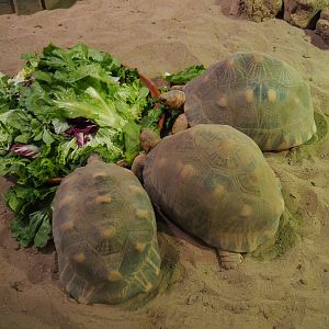 Radiated tortoises (Astrochelys radiata), 2019-10-04