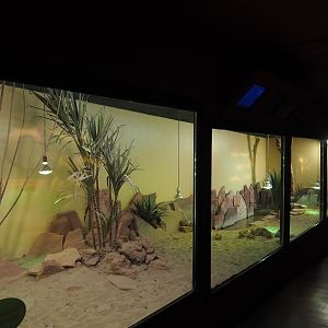 Radiated tortoise terrarium, 2019-10-04