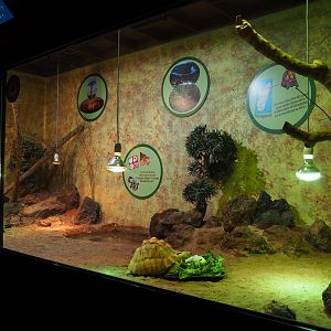 Ploughshare tortoise and Southeastern girdled lizard terrarium, 2019-10-04